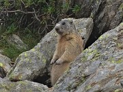 LAGHI GEMELLI, DELLA PAURA E DI VAL VEGIA, ad anello con Cima delle galline e di Mezzeno il 26 agosto 2020 - FOTOGALLERY